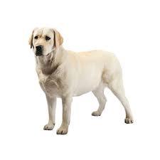 Mini Me Squeaky Breed Dog Toy: Labrador Retriever