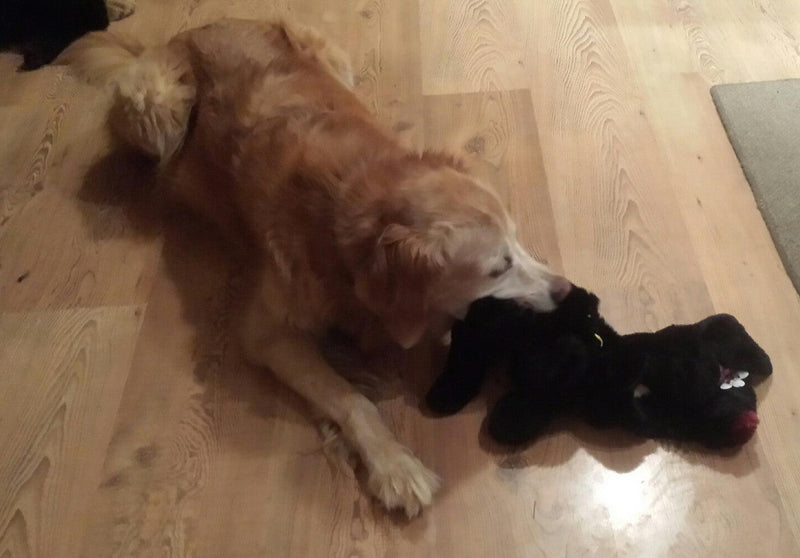 Flat 'n Tuff No Stuffing, No Squeaker Dog Toys: All Sizes - Glad Dogs Nation | ALL Profits Donated