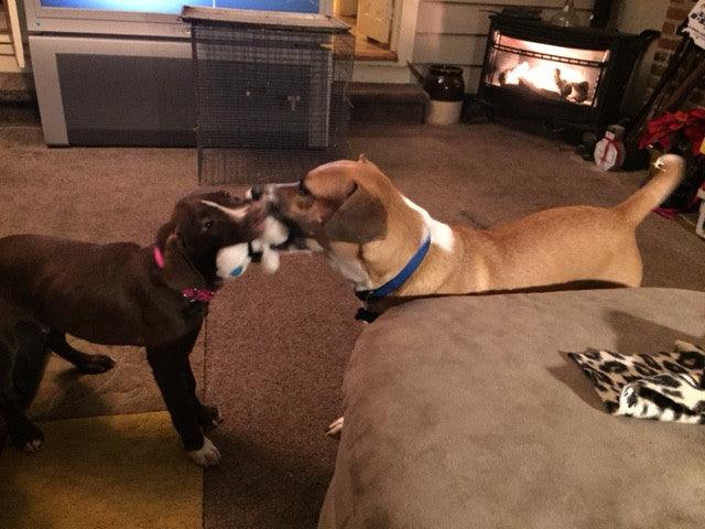 Flat 'n Tuff: No Stuffing, Squeaky: All sizes - Glad Dogs Nation | ALL Profits Donated