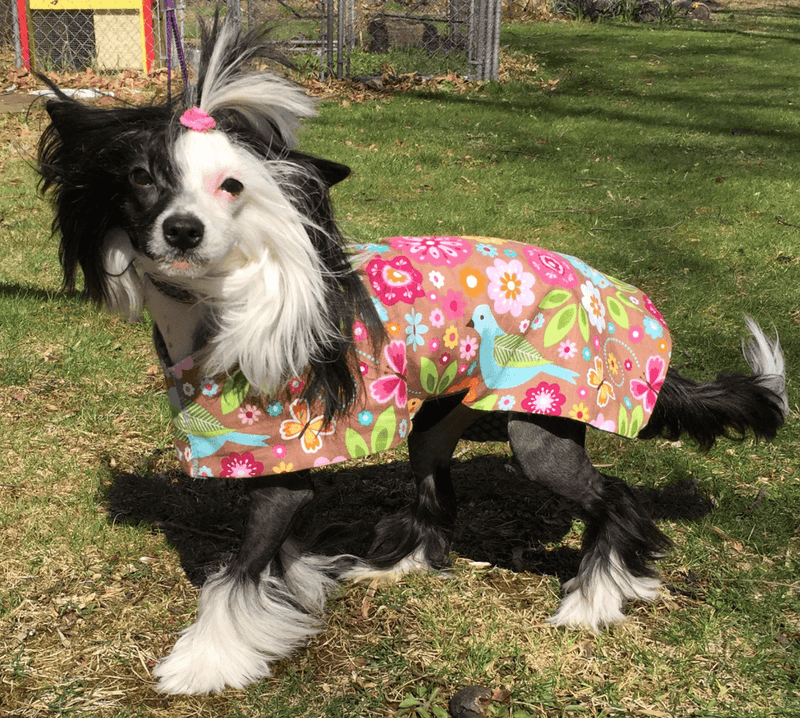SnugPups Lightweight Fashion Jackets - Glad Dogs Nation | ALL profits donated
