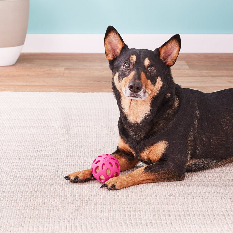 JW Pets Crackle Heads Crackle Ball: 3 Sizes, Choose Color - Glad Dogs Nation | ALL Profits Donated