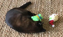 Kitty Combo Catnip & Rattle Cat Toy / Organic Catnip - Glad Dogs Nation | ALL Profits Donated