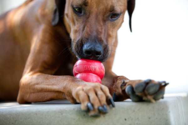 Kong Classic Dog Toy: 5 Sizes / CHEAPER THAN CHEWY! - Glad Dogs Nation | ALL Profits Donated
