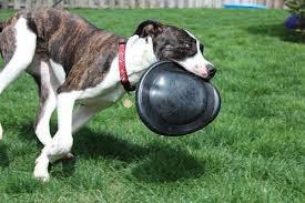 Kong Extreme Flyer Dog Toy / Flying Disk / CHEAPER THAN CHEWY! - Glad Dogs Nation | ALL Profits Donated