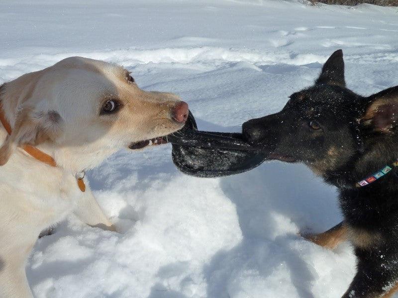 Kong Extreme Flyer Dog Toy / Flying Disk / CHEAPER THAN CHEWY! - Glad Dogs Nation | ALL Profits Donated