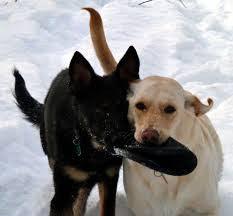 Kong Extreme Flyer Dog Toy / Flying Disk / CHEAPER THAN CHEWY! - Glad Dogs Nation | ALL Profits Donated