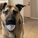 Large Round Squeaker Balls for Pet Toys - Glad Dogs Nation | ALL Profits Donated