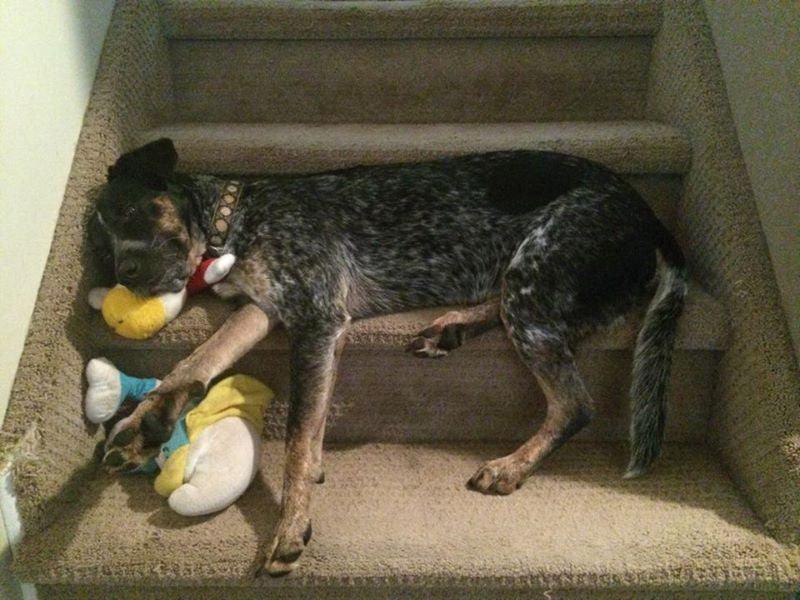 Medium Stuffed SQUEAKY Dog & Puppy Toys / 20 - 50 lb. Dogs - Glad Dogs Nation | ALL Profits Donated