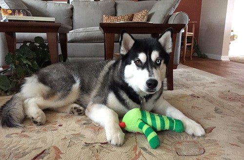 Medium Stuffed SQUEAKY Dog & Puppy Toys / 20 - 50 lb. Dogs - Glad Dogs Nation | ALL Profits Donated