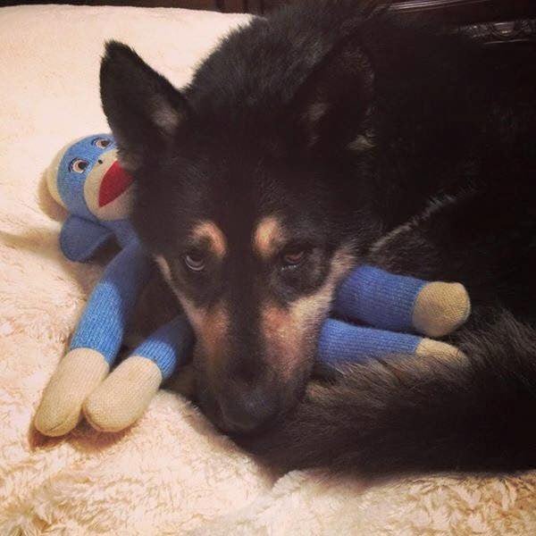 Medium Stuffed SQUEAKY Dog & Puppy Toys / 20 - 50 lb. Dogs - Glad Dogs Nation | ALL Profits Donated