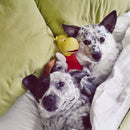 Medium 'Toon Town Pop Culture Squeaky & NO Squeak Dog Toys: 8" - 10" - Glad Dogs Nation | ALL Profits Donated