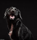 Mini Me Squeaky Breed Dog Toy: Black Mutts - Glad Dogs Nation | ALL Profits Donated