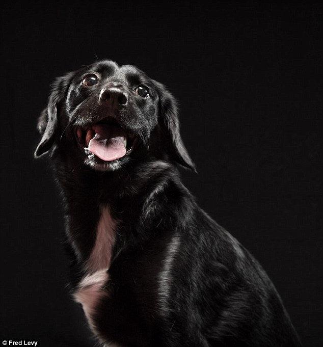 Mini Me Squeaky Breed Dog Toy: Black Mutts - Glad Dogs Nation | ALL Profits Donated