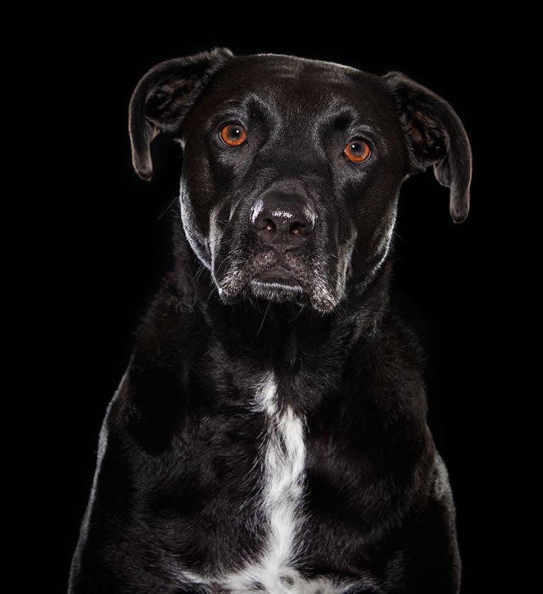 Mini Me Squeaky Breed Dog Toy: Black Mutts - Glad Dogs Nation | ALL Profits Donated