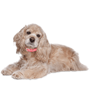 Mini Me Squeaky Breed Dog Toy: Cocker Spaniel - Glad Dogs Nation | ALL Profits Donated