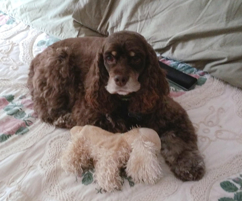 Mini Me Squeaky Breed Dog Toy: Cocker Spaniel - Glad Dogs Nation | ALL Profits Donated