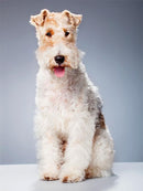 Mini Me Squeaky Breed Dog Toy: Fox Terrier - Glad Dogs Nation | ALL Profits Donated