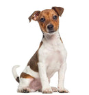 Mini Me Squeaky Breed Dog Toy: Jack Russell Terrier - Glad Dogs Nation | ALL Profits Donated