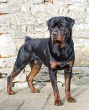 Mini Me Squeaky Breed Dog Toy: Rottweiler / Rottie - Glad Dogs Nation | ALL Profits Donated
