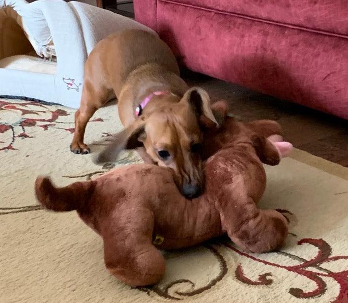 Mini Me Squeaky & NO Squeak Breed Dog Toy: Dachshund / Doxie - Glad Dogs Nation | ALL Profits Donated