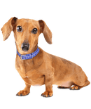 Mini Me Squeaky & NO Squeak Breed Dog Toy: Dachshund / Doxie - Glad Dogs Nation | ALL Profits Donated
