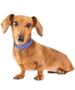 Mini Me Squeaky & NO Squeak Breed Dog Toy: Dachshund / Doxie - Glad Dogs Nation | ALL Profits Donated