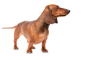 Mini Me Squeaky & NO Squeak Breed Dog Toy: Dachshund / Doxie - Glad Dogs Nation | ALL Profits Donated