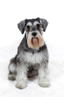 Mini Me Squeaky Breed Dog Toy: Schnauzer