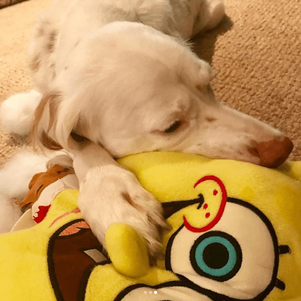 Pillow Pals Squeaky Stuffed Dog Toys: M, L & XL - Glad Dogs Nation | ALL Profits Donated