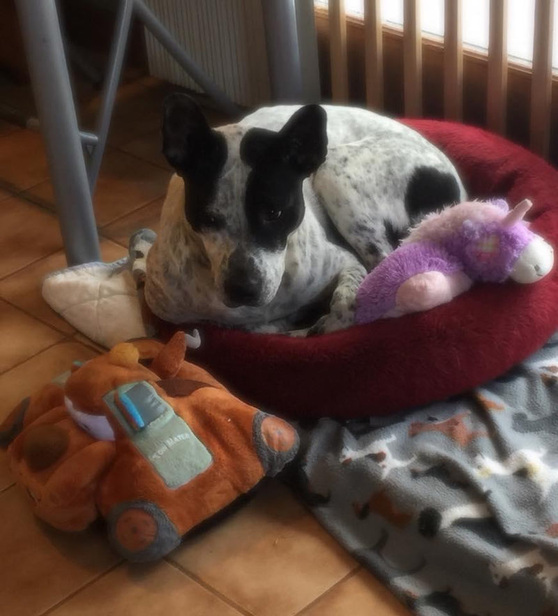 Pillow Pals Squeaky Stuffed Dog Toys: M, L & XL - Glad Dogs Nation | ALL Profits Donated