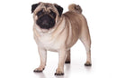 Mini Me Squeaky Breed Dog Toy: Pug