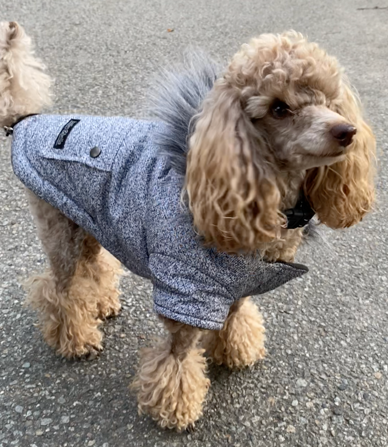 JUST $5! Bailey & Bella Grey Parka with Faux Fur trim: Small