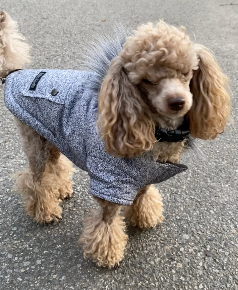 JUST $5! Bailey & Bella Grey Parka with Faux Fur trim: Small