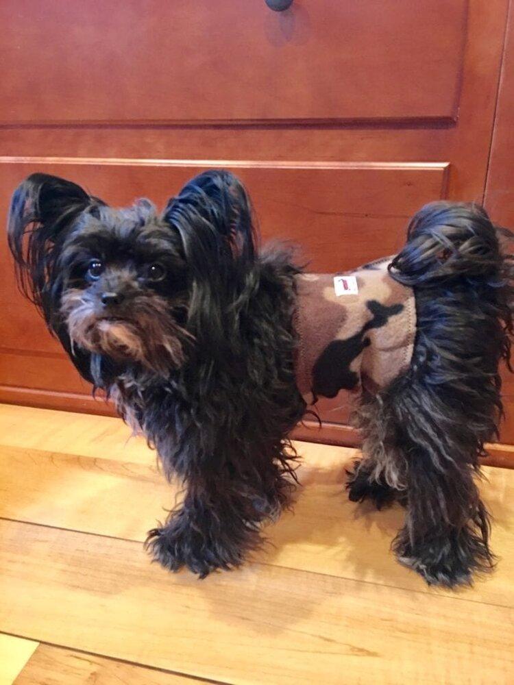 SnugPups Fleece Belly Bands for Male Dogs - Glad Dogs Nation | ALL Profits Donated