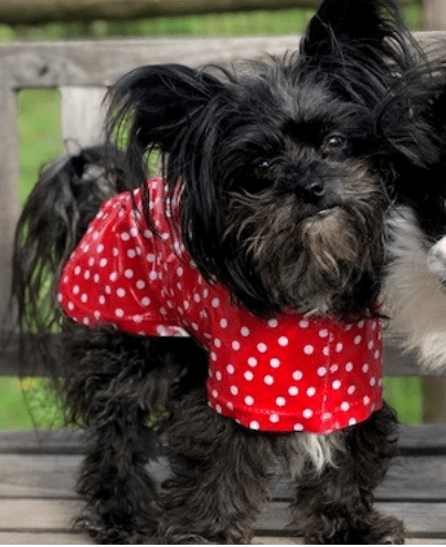 SnugPups Raincoats - Glad Dogs Nation | ALL Profits Donated