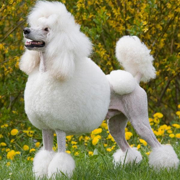 Standard Poodle Guard Dog | tunersread.com