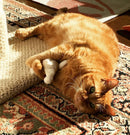 Stitch Kit for Cats: Cat - Sized Toys & Catnip - Glad Dogs Nation | ALL Profits Donated