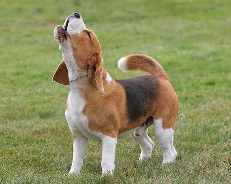 beagle breed dog toy mini me squeaky toy