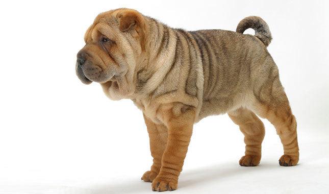 Mini Me Squeaky Breed Dog Toy: Shar Pei