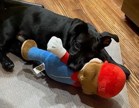 Video Gamer Dog Toys: Squeak & NO Squeak / Tiny - XXLarge - Glad Dogs Nation | ALL Profits Donated