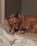 Naturally Shed Deer Antler Chews for Dogs: Small