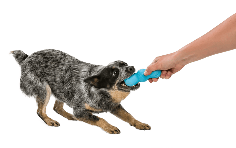 West Paw RUMPUS® Durable, Bouncy, Floatable Bone: Medium - Glad Dogs Nation | ALL Profits Donated