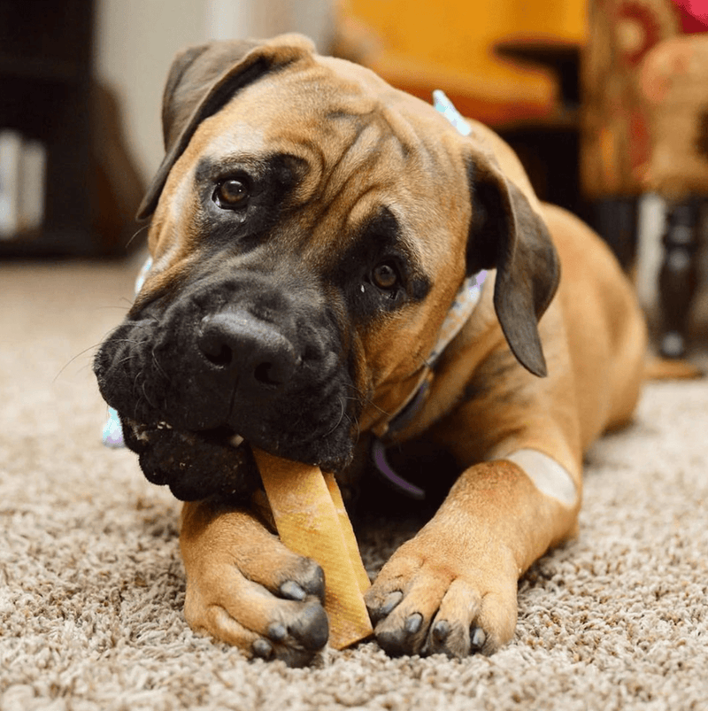 Yeti Dog Chew 1 Extra Large Yak Cheese Chew: Dogs up to 90 lbs. - Glad Dogs Nation | ALL Profits Donated