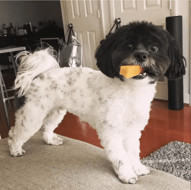 Yeti Dog Chew Small Yak Cheese Chew for Dogs up to 20 lbs: Single & 3 - Pack - Glad Dogs Nation | ALL Profits Donated